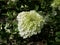 Exquisite white hydrangea flowers hydrangea arborescens Ã¢â‚¬Å“annabelleÃ¢â‚¬Â white hydrangea flowers in the garden on a Sunny